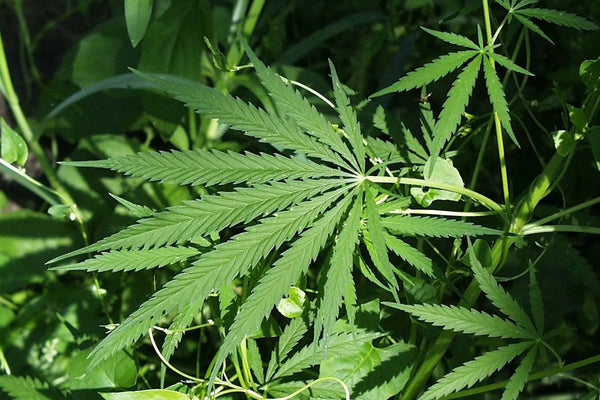 Hemp