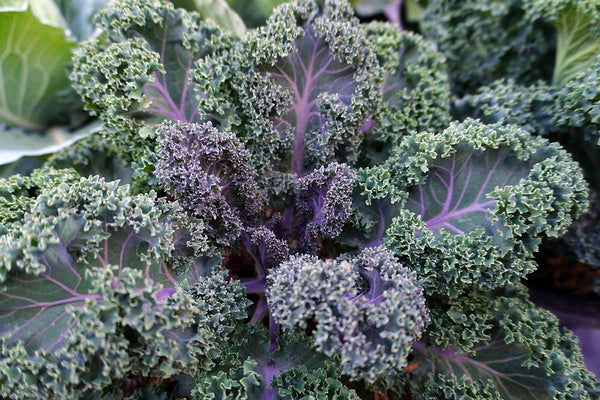 Kale