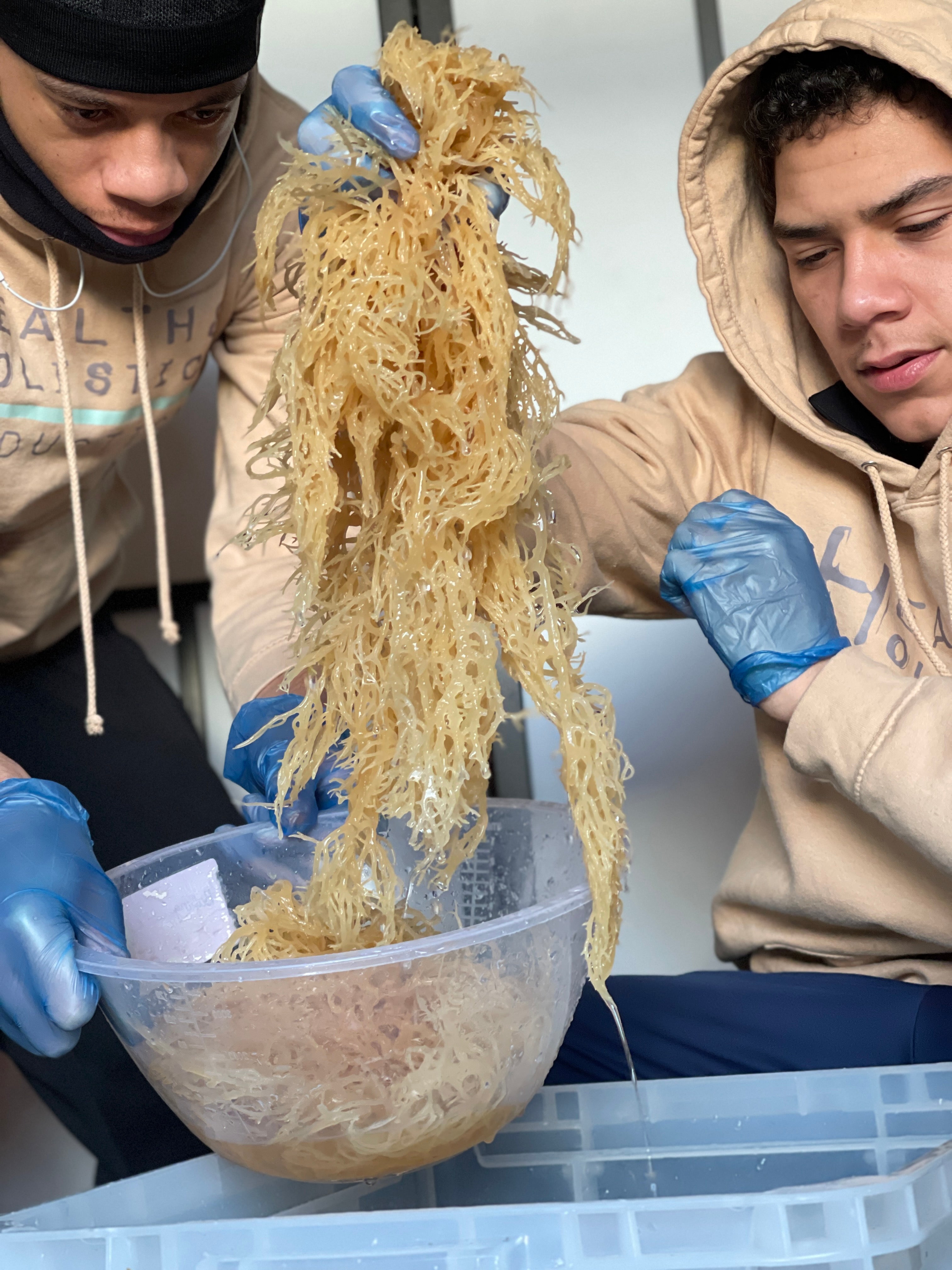 Sea Moss powder sample