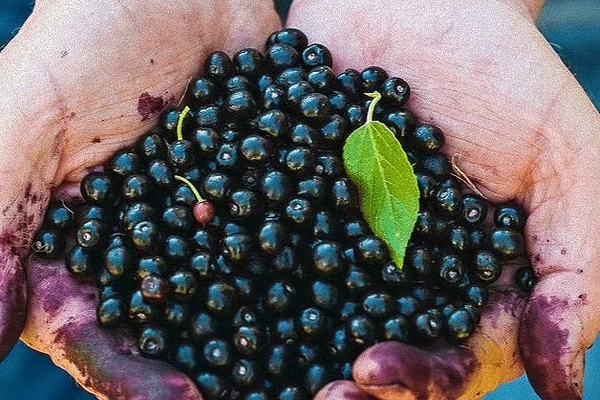 Maqui Berry