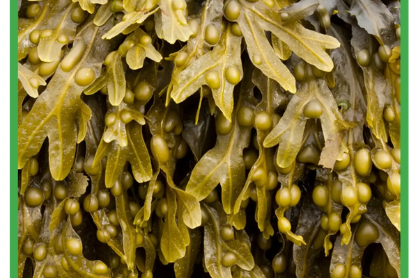 Bladderwrack