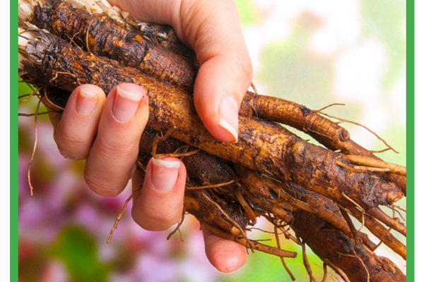 Burdock Root