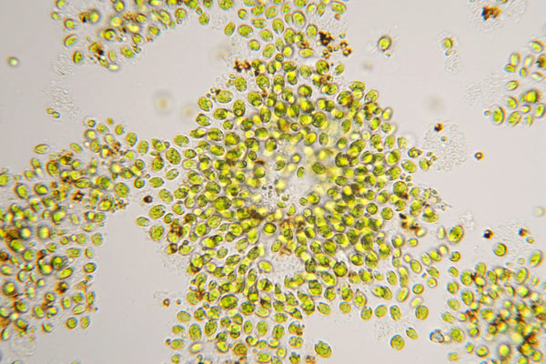 Chlorella
