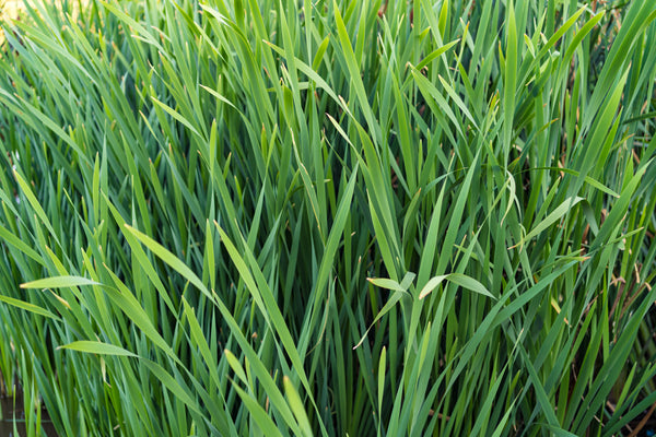 Lemongrass