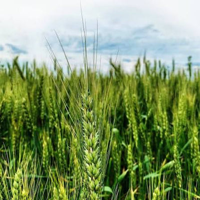 Barley Grass