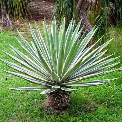 SISAL