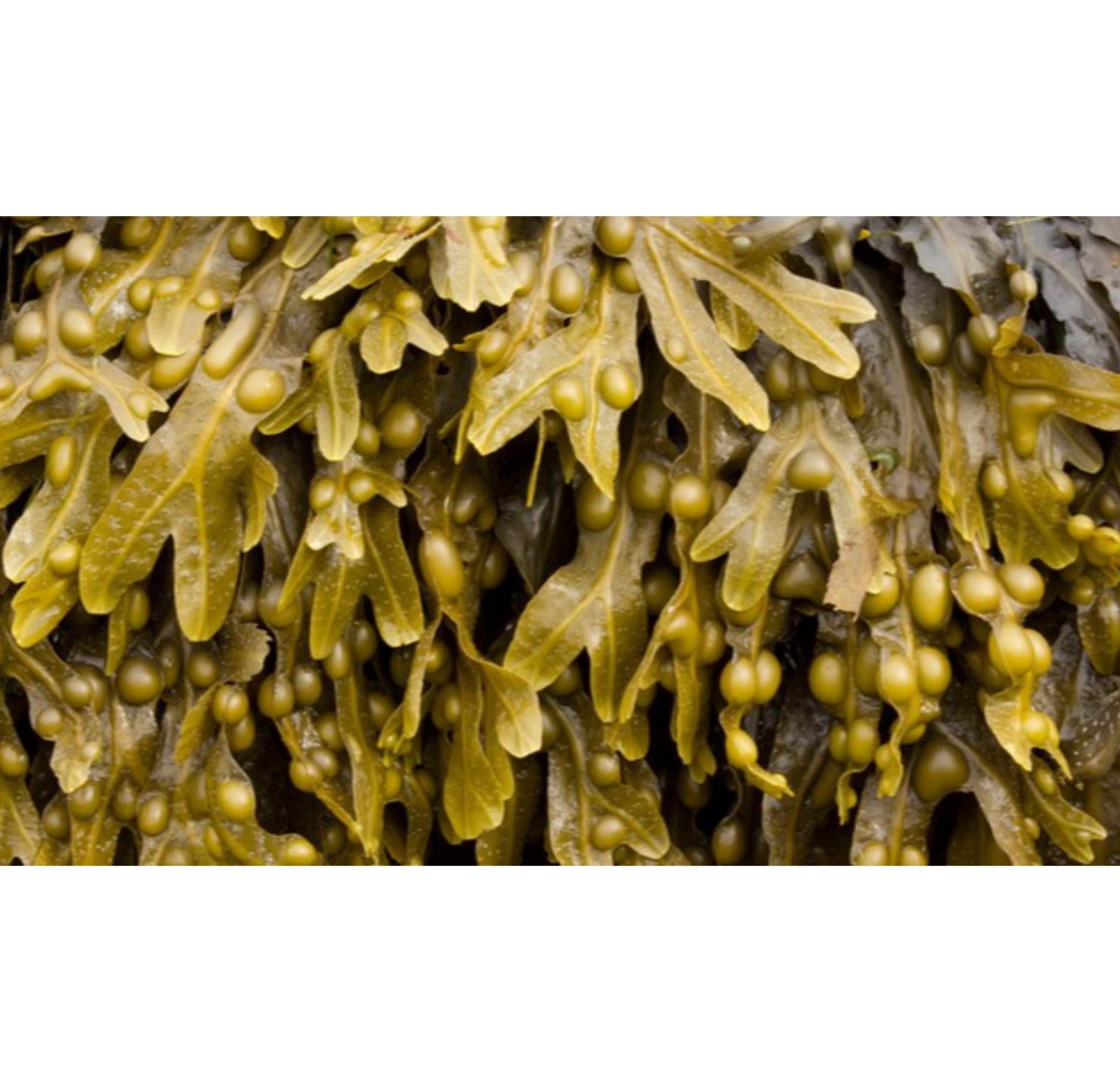 Raw Wildcrafted Bladderwrack (Ireland) (Fucus Vesiculosus)