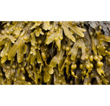 BLADDERWRACK FLAKES